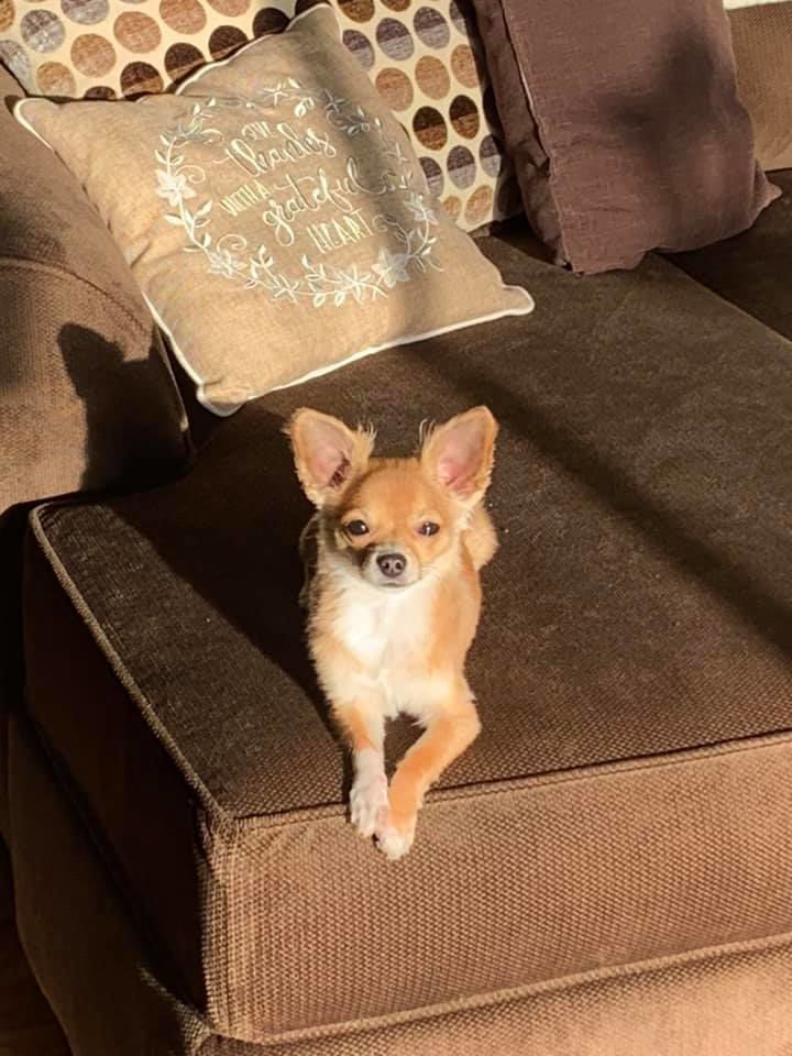 Skippy